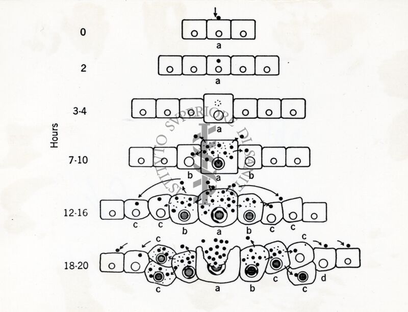 Schema di riproduzione virus perpes