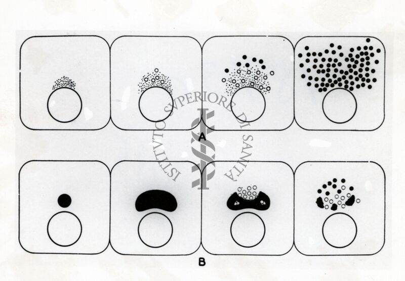 Riproduzione virus