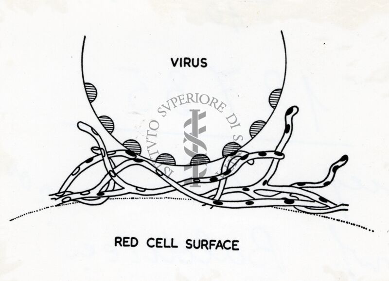 Ricettori cellulari per virus