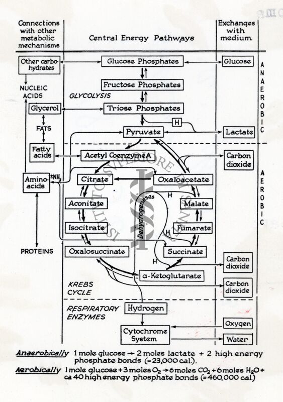 Schema metabolismo dei glucidi