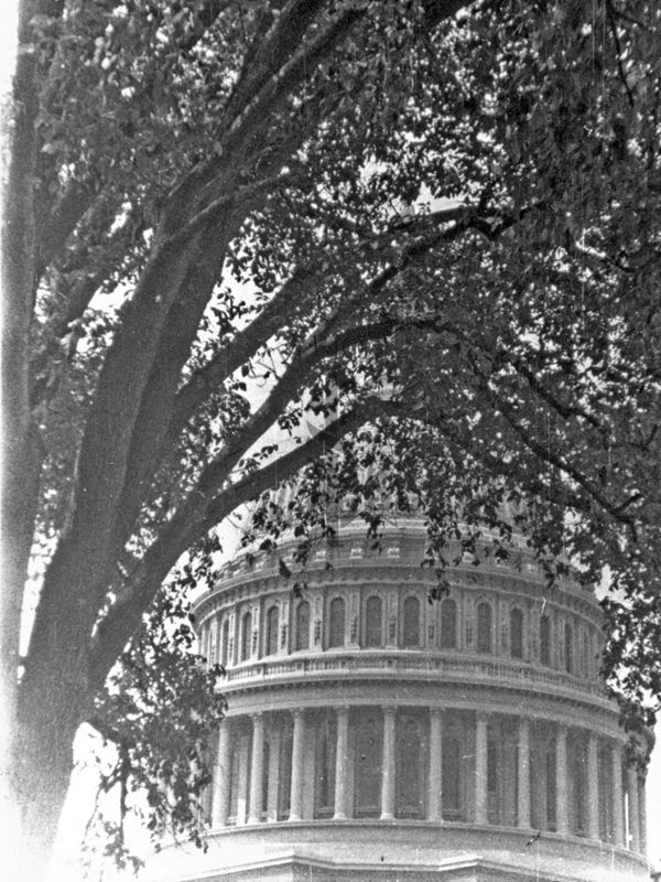 Nella foto in primo piano albero e sullo sfondo Palazzo del Congresso degli Stati Uniti