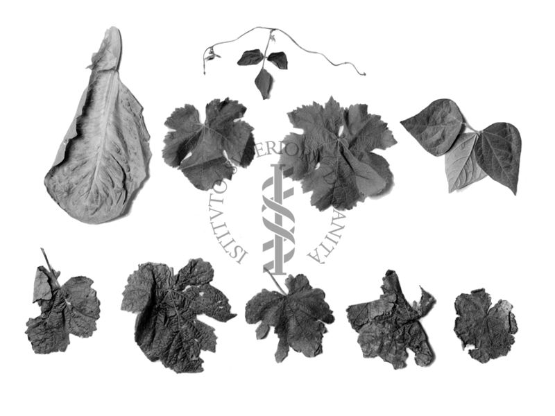 Illustrazione di foglie sane e foglie deperite da presunta intossicazione
