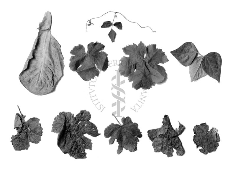 Illustrazione di foglie sane e foglie deperite da presunta intossicazione