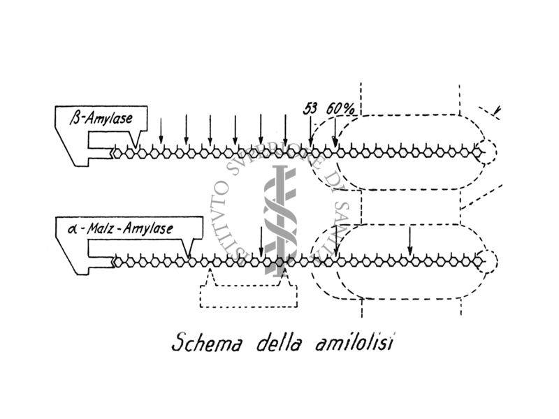 Schema della amilolisi