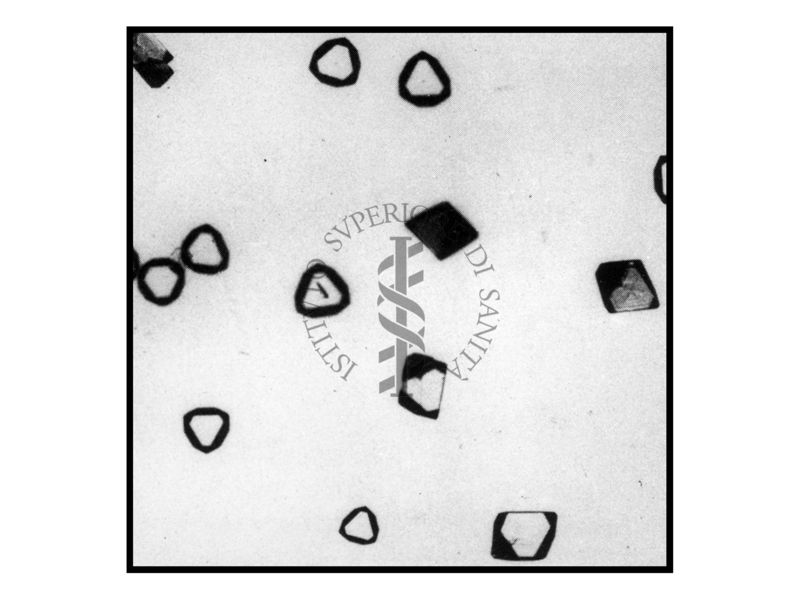 Cristalli di platino cloruro di potassio