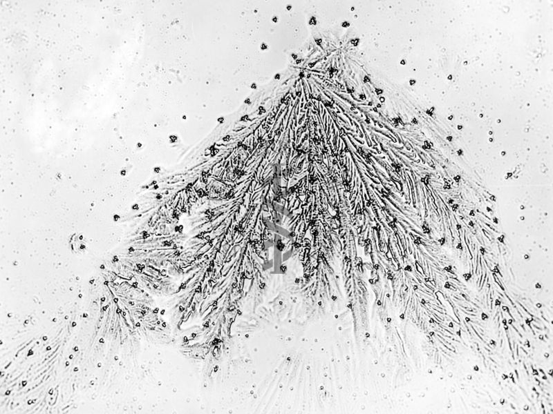 Cristalli dei cloruri di alluminio e di berillio, ottenuti dopo il trattamento del precipitato misto. Concentrazione in berillio = 0,01 mg./cm3