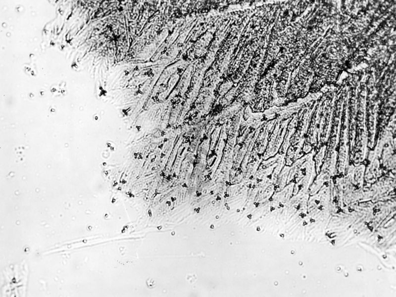 Cristalli dei cloruri di alluminio e di berillio, ottenuti dopo il trattamento del precipitato misto. Concentrazione in berillio = 0,001 mg./cm3