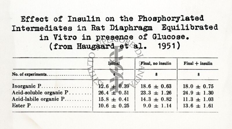 Influenza dell'insulina su composti fosforilati del diaframma (in vitro)