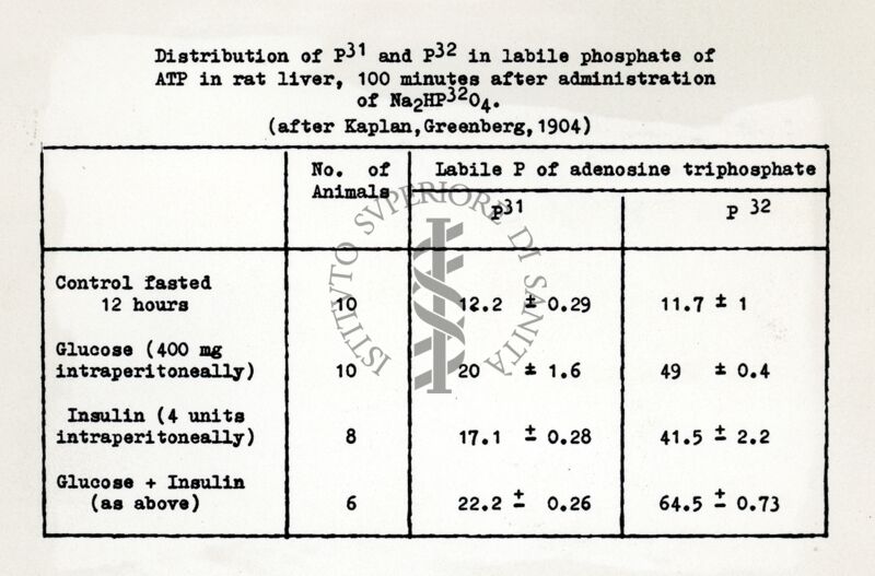 Distribuzione del p 31 e p 32 nell'ATP del fegato di ratto, 100 minuti dopo somministrazione di Na 2 HP 32 0 4