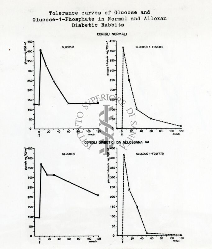 Curve di tolleranza del glucosio e glucosio 1 fosfato nei conigli diabetici per allossana e normali