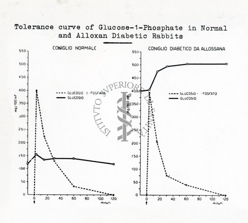 Curva di tolleranza del glucosio 1 fosfato nei conigli normali e diabetici di allossana