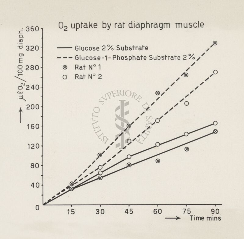 Consumo di ossigeno del diaframma del ratto