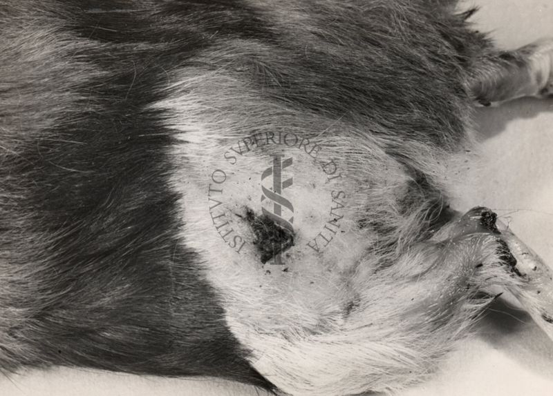 Cavia necrotica