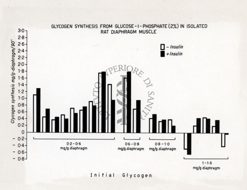 Sintesi del glicogelo a partire dal glucosio (2%) nel diaframma isolato di ratto