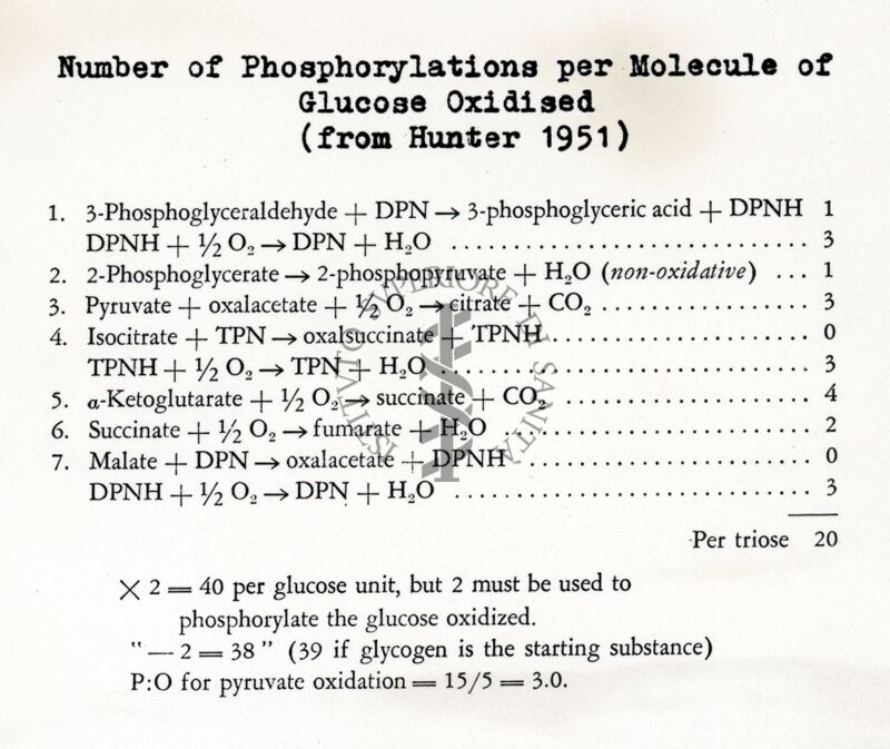 Numero di fosforilazioni per molecole di glucosi ossidato