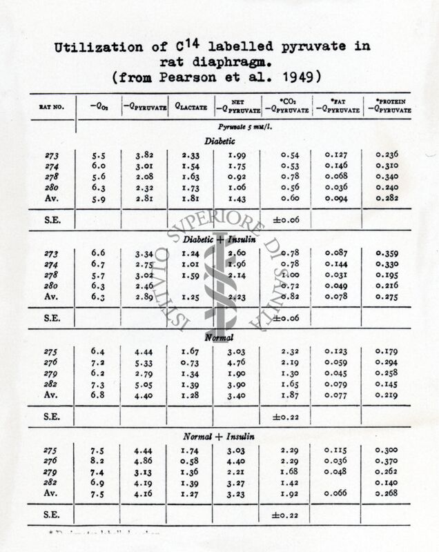 Utilizzazione dell'acido piruvico marcato nel diaframma di ratto