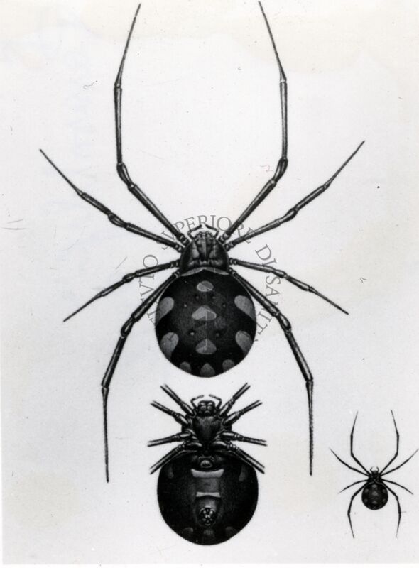 Disegno raffigurante femmina di Latrodectus tredecimguttatus: vista dorsale, vista ventrale e dimensione naturale