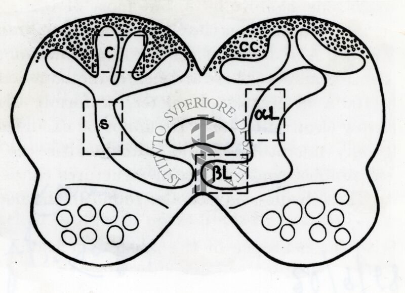 Figura schematica del cerebro di un artropode