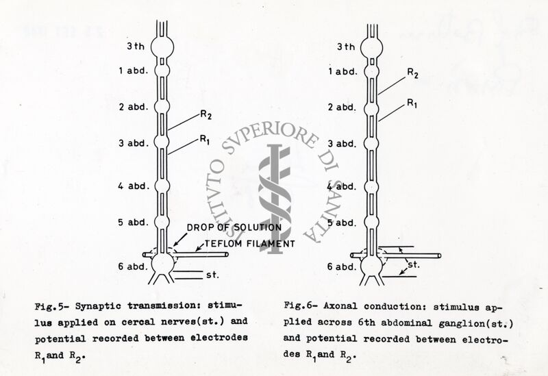 Schema del sistema nervoso di un insetto, relativo ad una prova forse di trasmissione nervosa di un impulso elettrico