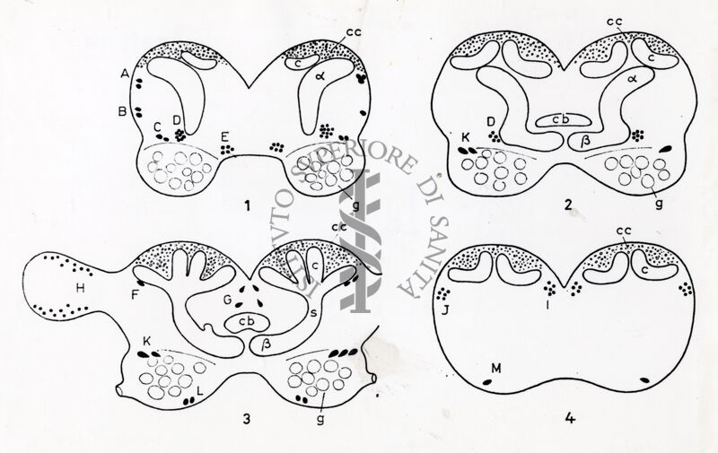 Figura schematica del cerebro di un artropode: informazioni non determinabili