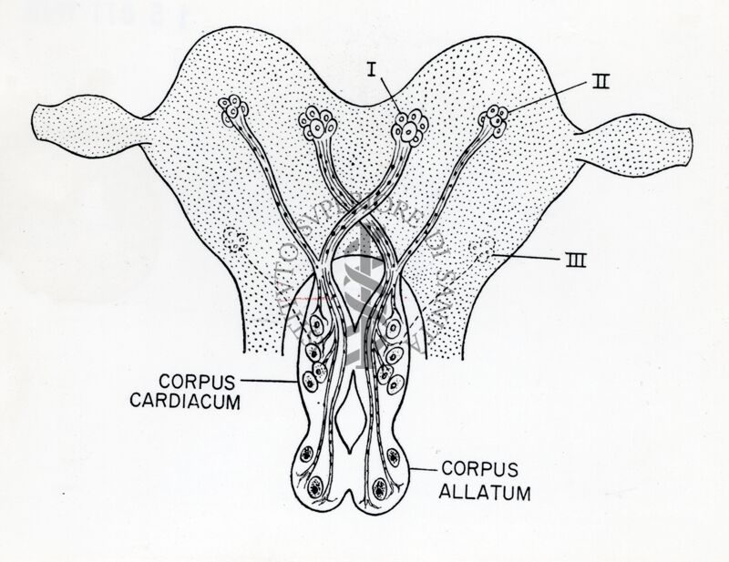 Schema in sezione di un insetto generico: evidenziati i corpi cardiaci e i corpi allati (corpora cardiaca e corpora allata)