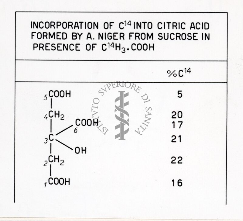 Incorporazione del C14 nell'acido citrico formato dall'A. niger a partire da saccarosio in presenza di C14 H3 COOH