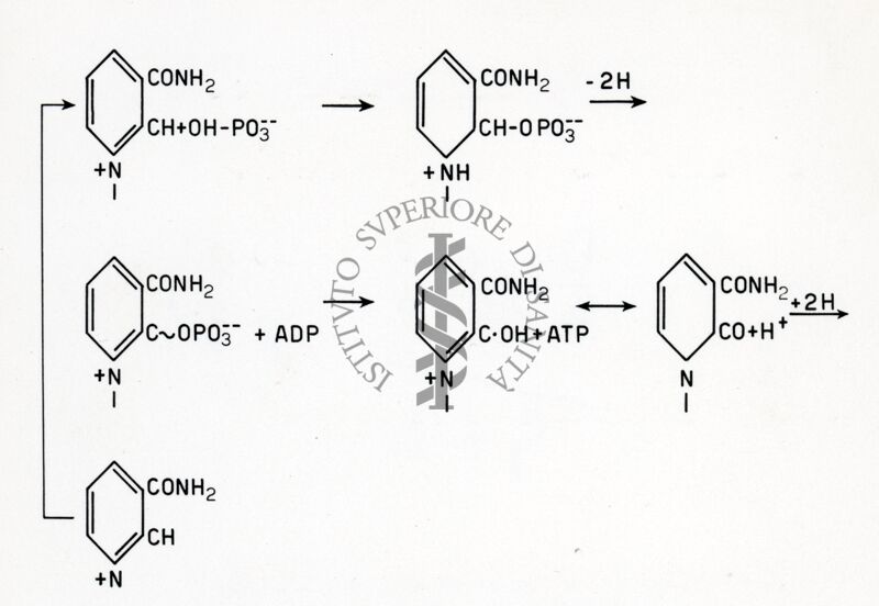 Produzione di fosfati ricchi di energia durante l'ossidazione del difosfopiridinucleotide