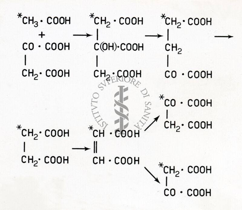 Formazione di acido ossalacetico marcato a partire dall'acido acetico marcato nel gruppo CH