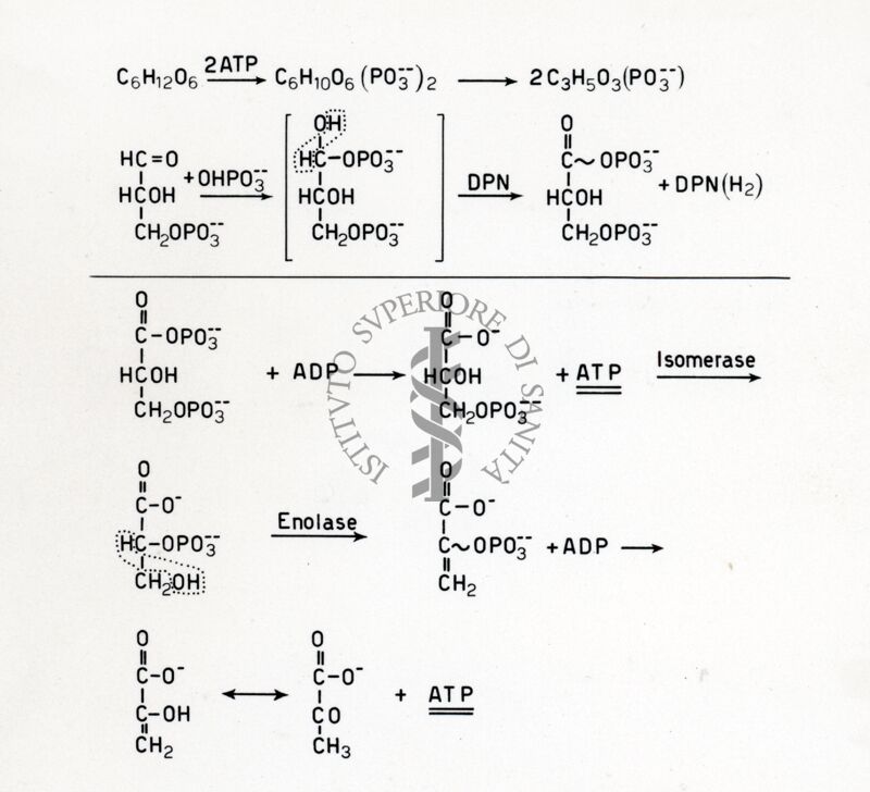 Schema glicolitico di Elbden - Meyerhef