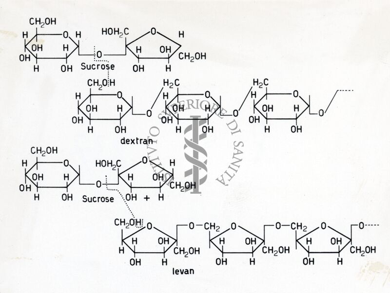 Sintesi del destrano e del levano