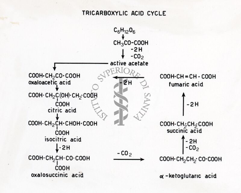 Ciclo degli acidi tricarbossilici