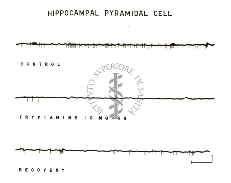 Cellule piramidali dell'ippocampo: tre tracciati neri su sfondo bianco. Sotto il primo tracciato è scritto: Control, sotto il secondo tracciato è scritto: Tryptamine 10 mg/kg, sotto il terzo tracciato è scritto: Recovery