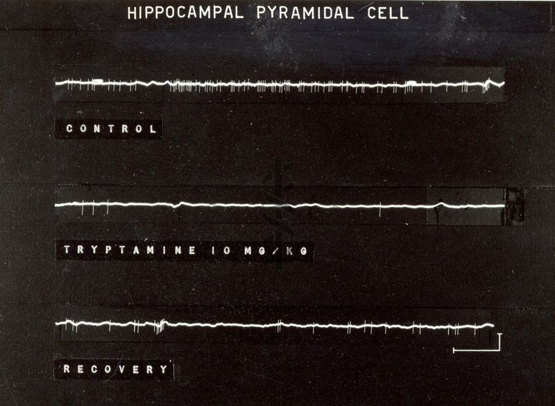 Cellule piramidali dell'ippocampo: tre tracciati bianchi su sfondo nero. Sotto il primo tracciato è scritto: Control, sotto il secondo tracciato è scritto: Tryptamine 10 mg/kg, sotto il terzo tracciato è scritto: Recovery