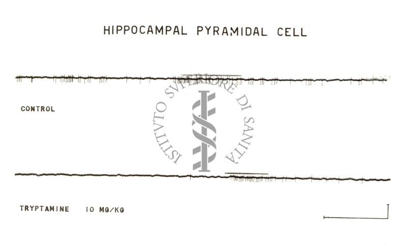 Cellule piramidali dell'ippocampo: due tracciati neri su sfondo bianco. Sotto il primo tracciato è scritto: Control, sotto il secondo tracciato è scritto: Tryptamine 10 mg/kg