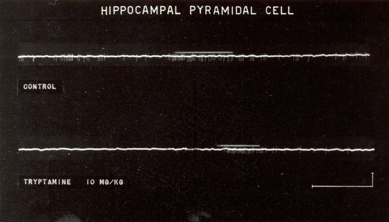 Cellule piramidali dell'ippocampo: due tracciati bianchi su sfondo nero. Sotto il primo tracciato è scritto: Control, sotto il secondo tracciato è scritto: Tryptamine 10 mg/kg