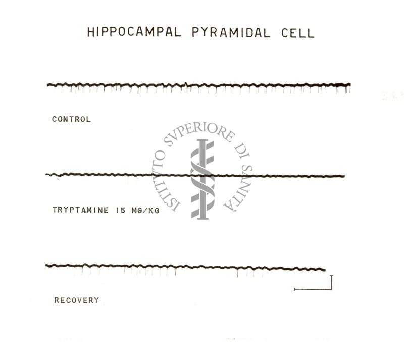 Cellule piramidali dell'ippocampo: tre tracciati neri su sfondo bianco. Sotto il primo tracciato è scritto: Control, sotto il secondo tracciato è scritto: Tryptamine 15 mg/kg, sotto il terzo tracciato è scritto: Recovery