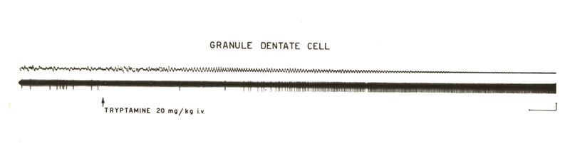 Granulate dental cell: due tracciati neri su sfondo bianco. Sotto il secondo tracciato è scritto: Tryptamine 20 mg/kg i.v.