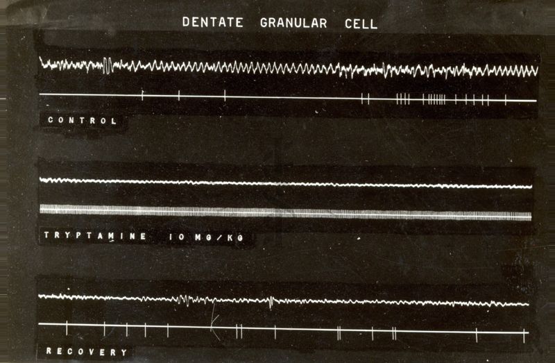 Dentate granular cell: 6 tracciati bianchi su sfondo nero. Sotto il secondo tracciato è scritto: control; sotto il quarto tracciato è scritto: tryptamine 10 mg/kg; sotto il sesto tracciato è scritto: recovery