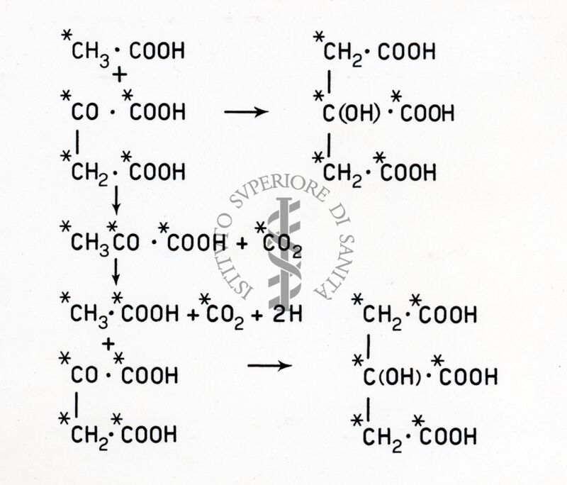 Formazione di acido isocitrico marcato in tutti gli atomi di carbonio a partire da acido acetico e ossalacetico marcati