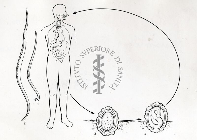 Figura del ciclo biologico di un verme