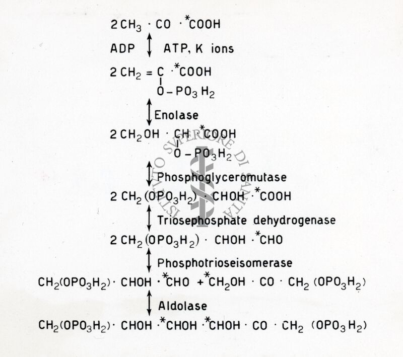 Schema di formazione di esosodifosfato a partire da acido piruvico