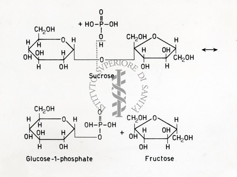 Formazione di glucosio -1- fosfato e  fruttosio a partire da saccarosio