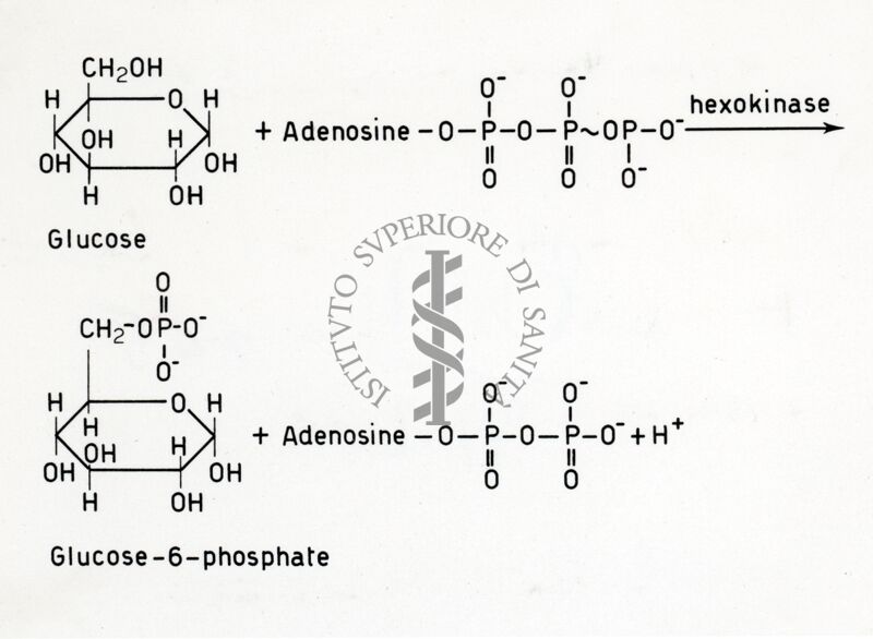 Formazione di glucosio -6- fosfato da glucosio e ATP