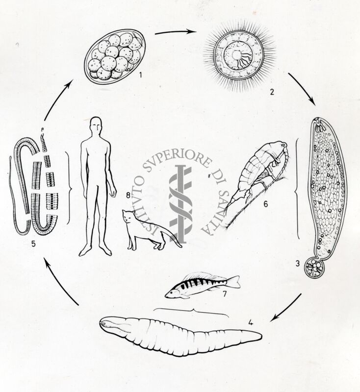 Figura del ciclo biologico del verme platelminto Diphyllobothrium latum