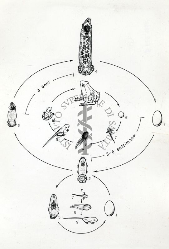 Figura del ciclo biologico del verme platelminto Polystomum Integerrimum