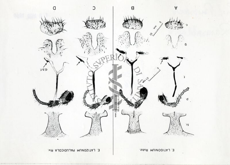 Parti anatomiche delle femmine di ditteri Simulidi Eusimulium latigonium (A e B) e di Eusimulium latizonum paludicola (C e D): dall'alto: fronte, palpo mascellare, furca, lobo anale e gonapofisi