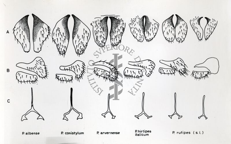 Disegni anatomici dei genitali femminili dei ditteri Simulidi Prosimulium albense, P. conistylum, P. arvense, P. hirtipes italicum, P. rufipes. Dall'alto: gonapofisi, lobo anale e furca