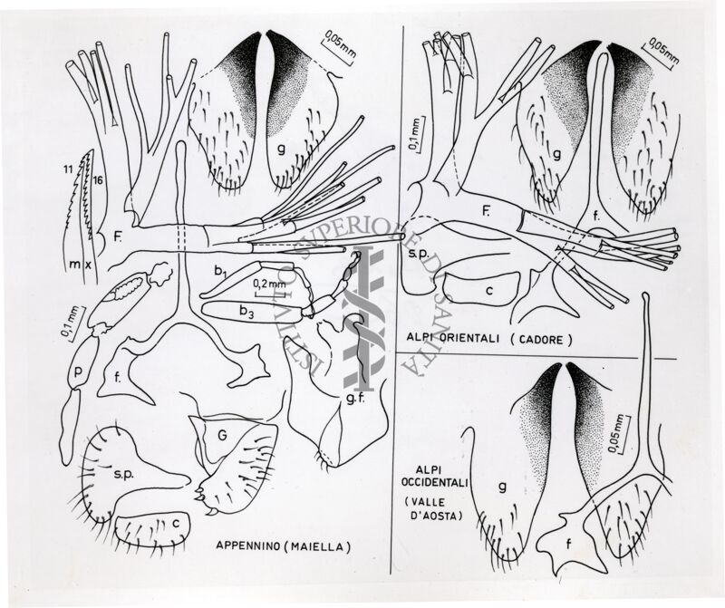 Parti anatomiche dei genitali femminili e filamenti respiratori pupali probabilmente di Prosimulium latimucro osservati in esemplari raccolti sulle Alpi orientali (Cadore), Alpi occidentali (Val d'Aosta) e Appennino (Maiella)