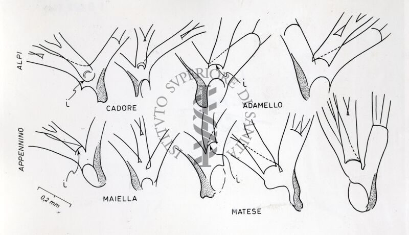 Filamenti respiratori pupali probabilmente di Prosimulium latimucro osservati in esemplari raccolti in Cadore, Adamello, Maiella e Matese