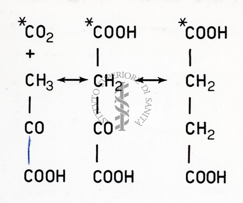 Formazione di acido succinico a partire da acido acetico e anidride carbonica marcata